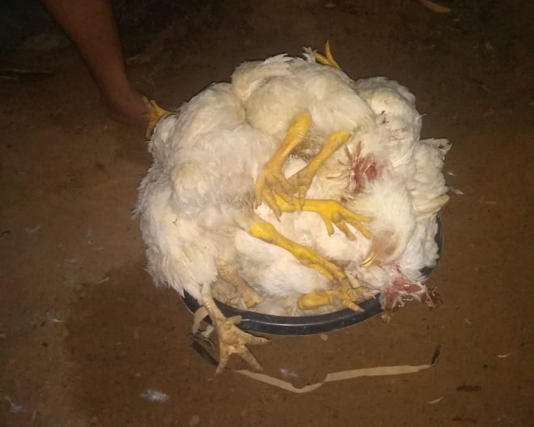 Suspeito é surpreendido ‘roubando’ galinhas e foge deixando capacete no Vale do Anari, RO