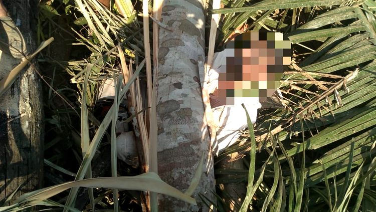Homem morre esmagado na frente da mulher enquanto cortava árvore