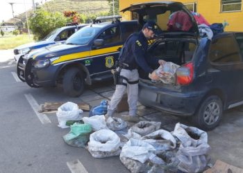 PRF apreende aves e mais de mil jabutis em Leopoldina, MG.